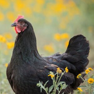 Black Australorp