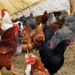 COUNTRYBRO Chicks