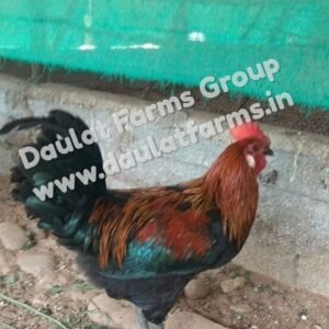 Daulat Country Chicks