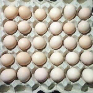 Desi Eggs