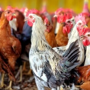 Sonali Chicks
